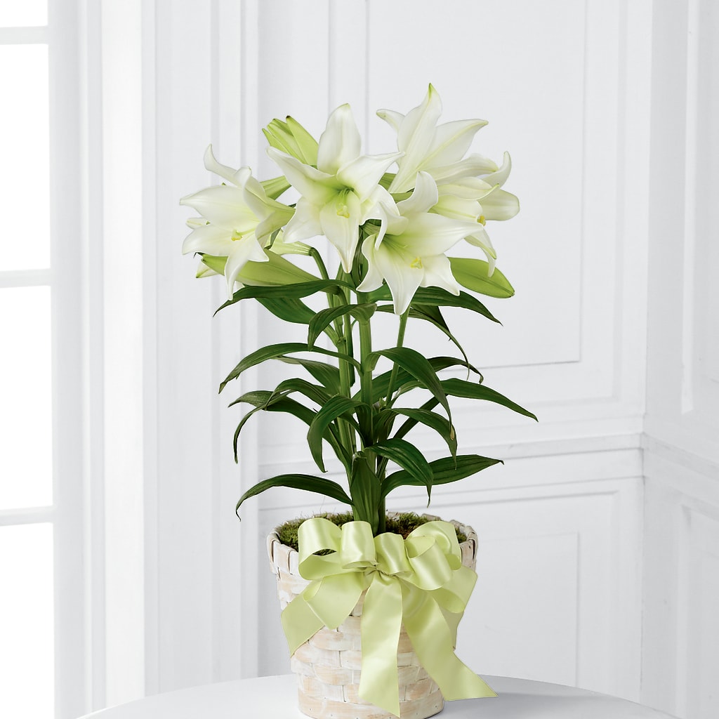 white easter lily plant Easter Lily Plant