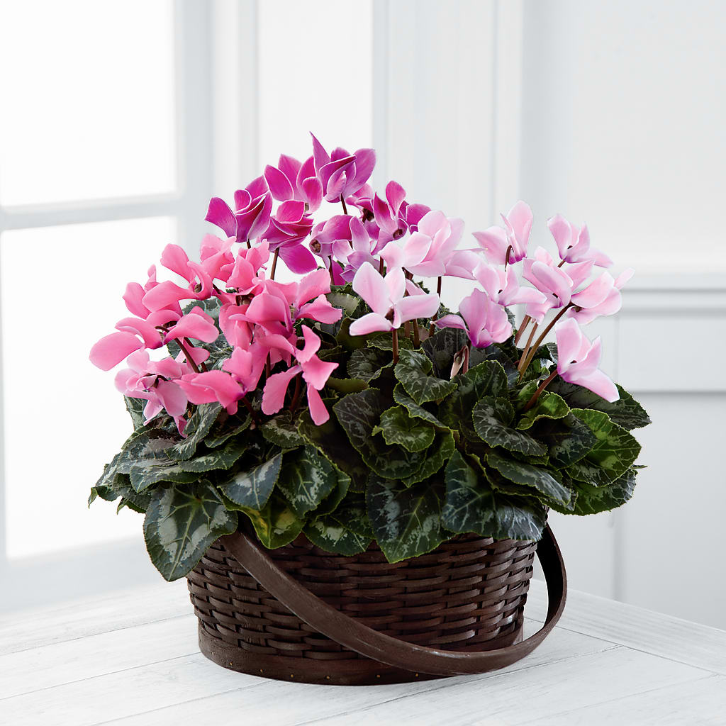 Mixed Cyclamen Planter – Joannies Floral Of Birch Run, Birch Run MI