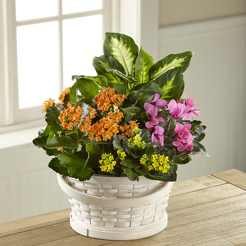 Color Crush Dishgarden – Joannies Floral Of Birch Run, Birch Run MI