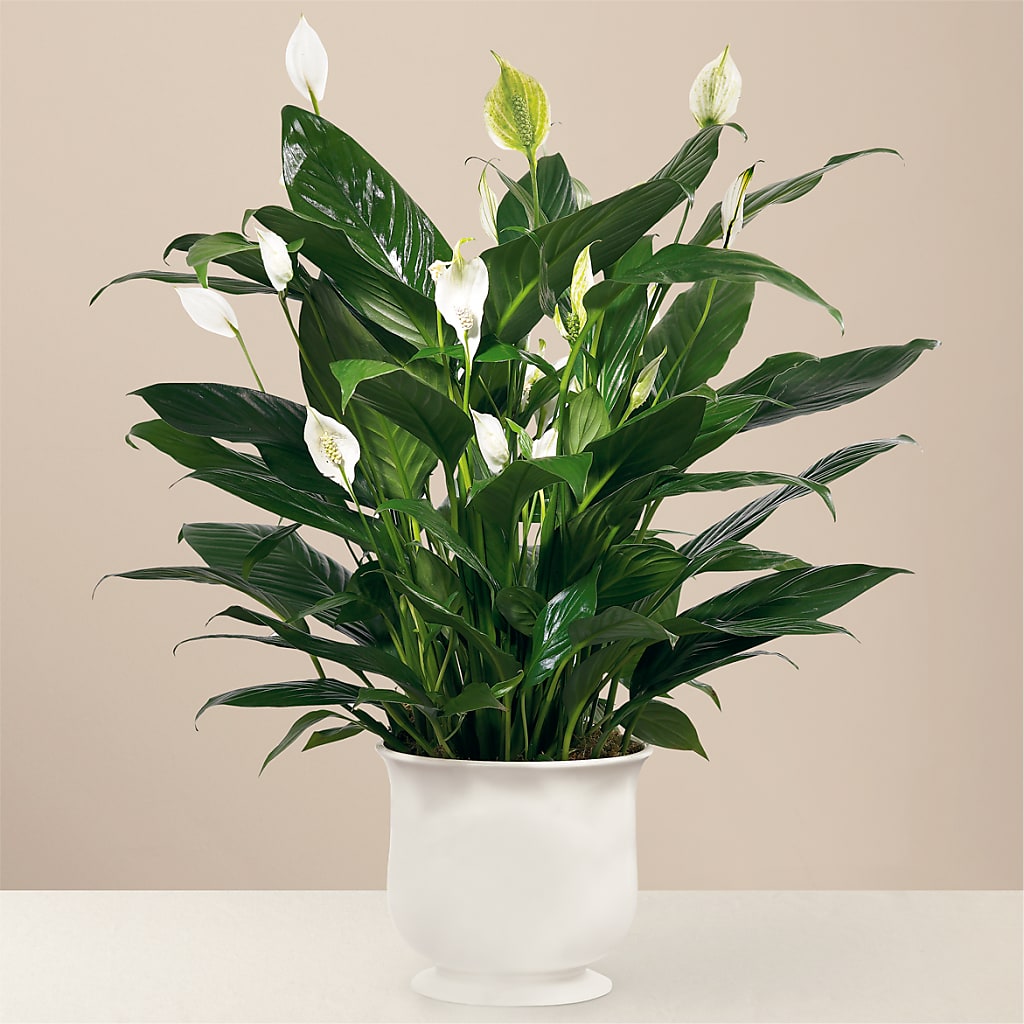 Comfort Planter – Joannies Floral Of Birch Run, Birch Run MI