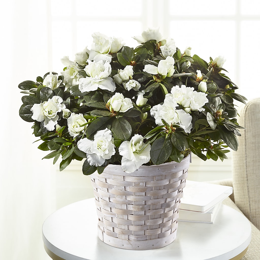 White Azalea Plant – Joannies Floral Of Birch Run, Birch Run MI