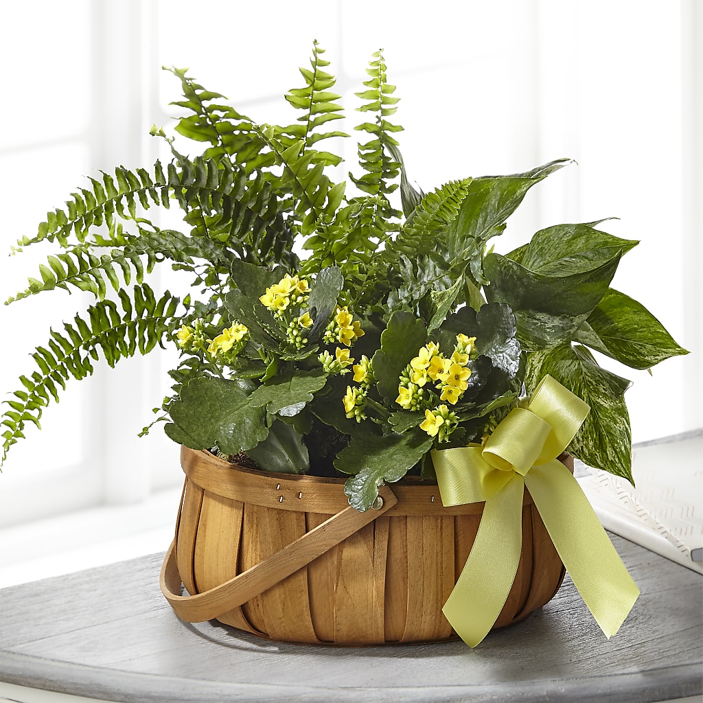 Always Dear Dishgarden – Joannies Floral Of Birch Run, Birch Run MI