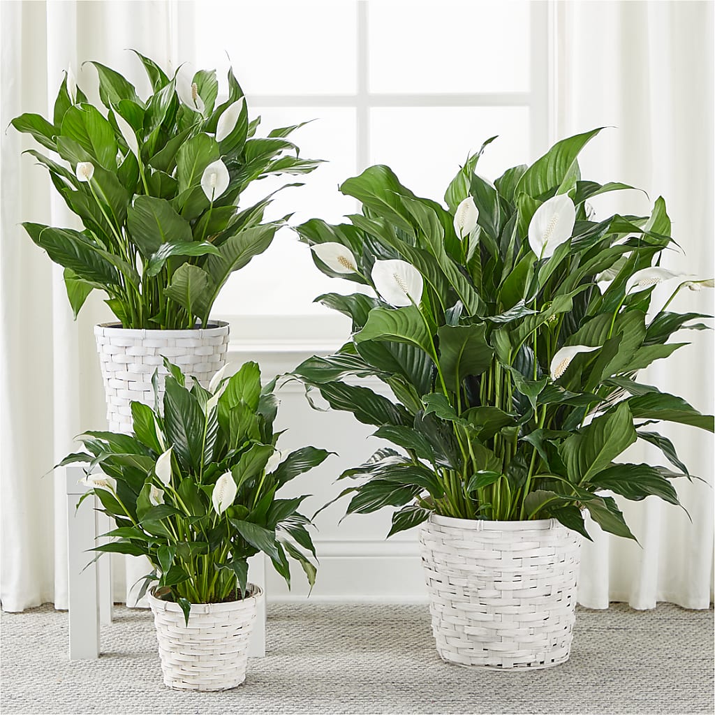 A New Leaf Peace Lily – Joannies Floral Of Birch Run, Birch Run MI