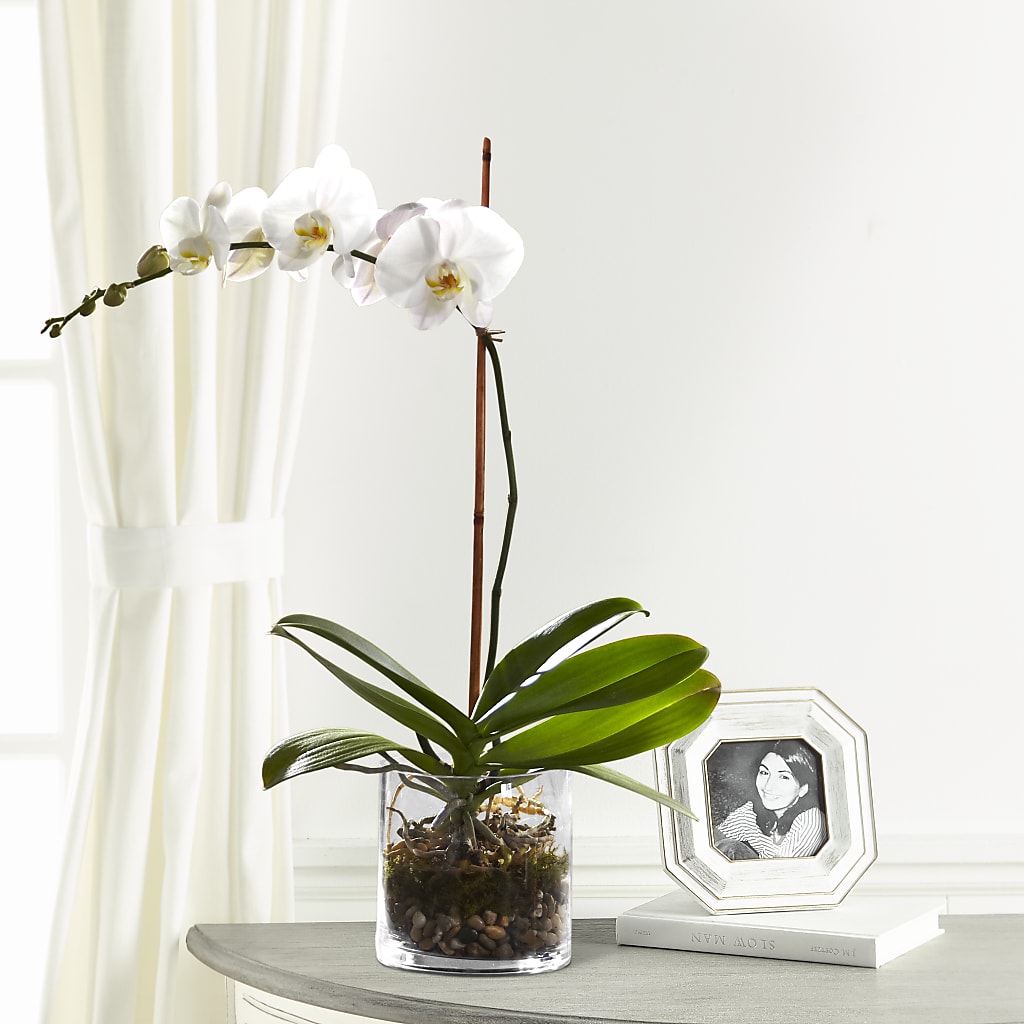 White Orchid Planter – Joannies Floral Of Birch Run, Birch Run MI