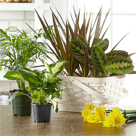 Florist Designed Blooming and Green Plants in a Basket –  Joannies Floral Of Birch Run, Birch Run MI