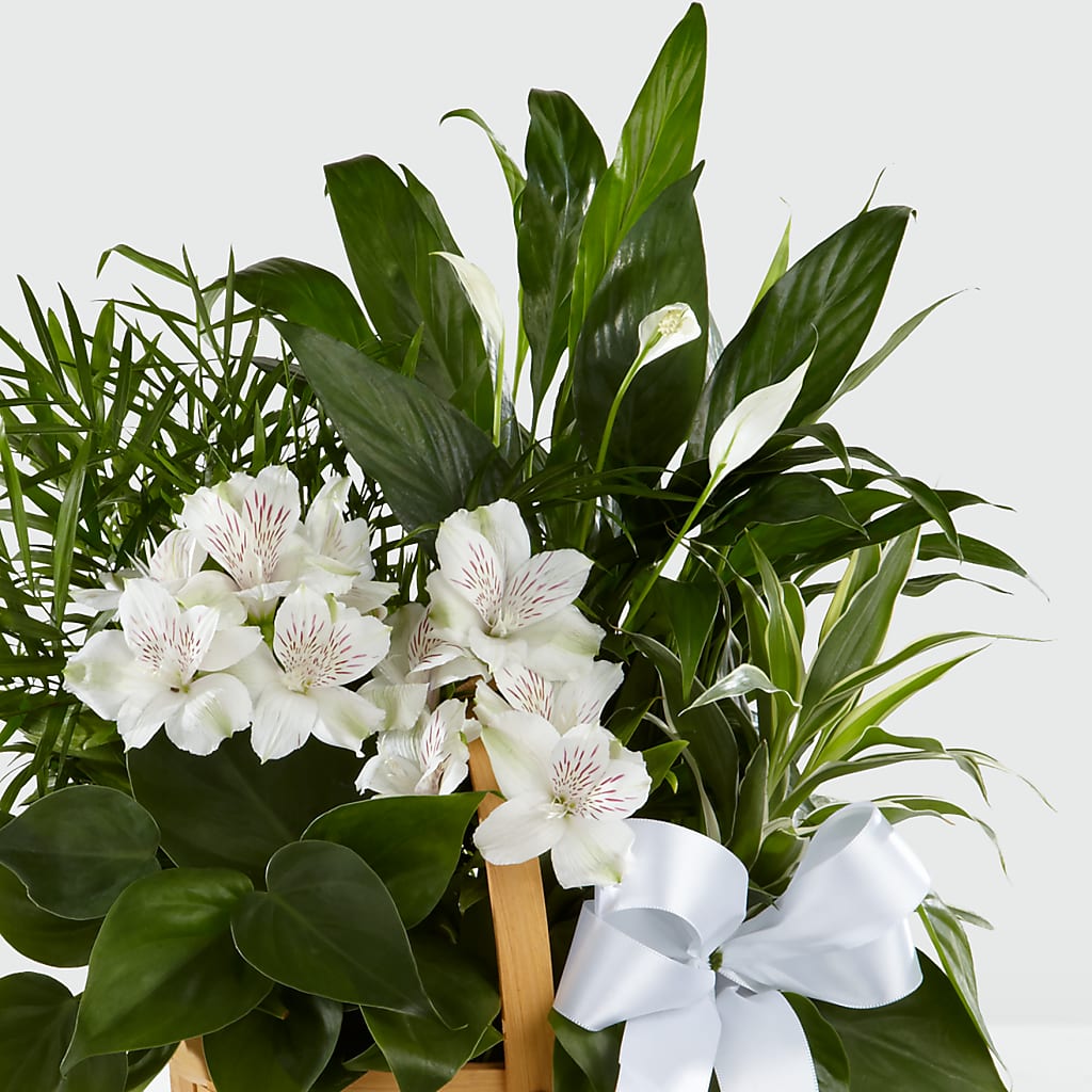 Peace & Serenity Dishgarden –  Joannies Floral Of Birch Run, Birch Run MI