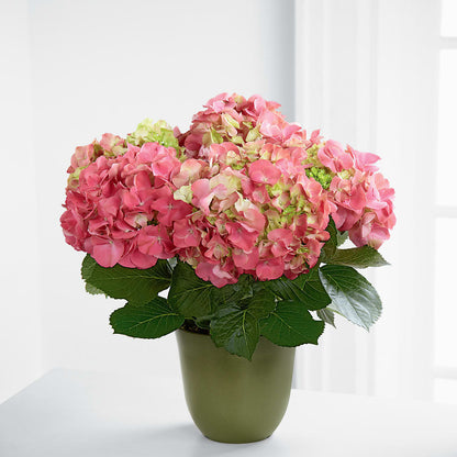 Pink Hydrangea Planter –  Joannies Floral Of Birch Run, Birch Run MI