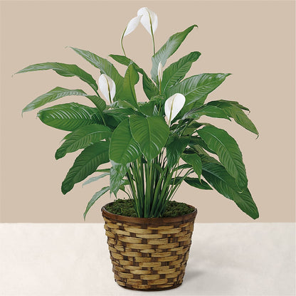 Tranquil Moments Peace Lily Plant –  Joannies Floral Of Birch Run, Birch Run MI