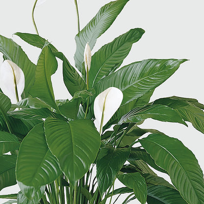 Tranquil Moments Peace Lily Plant –  Joannies Floral Of Birch Run, Birch Run MI