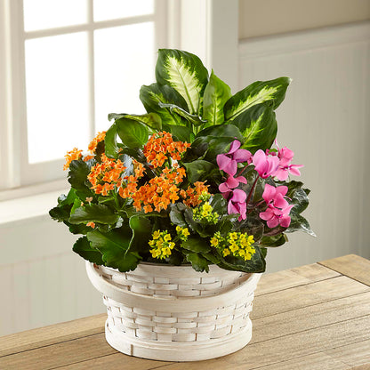 Color Crush Dishgarden –  Joannies Floral Of Birch Run, Birch Run MI