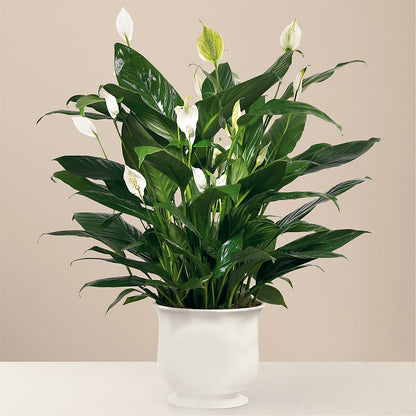 Comfort Planter –  Joannies Floral Of Birch Run, Birch Run MI