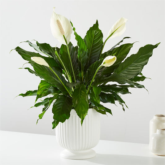Comfort Planter –  Joannies Floral Of Birch Run, Birch Run MI
