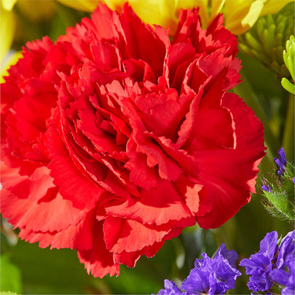 Brighter Days Bouquet –  Joannies Floral Of Birch Run, Birch Run MI