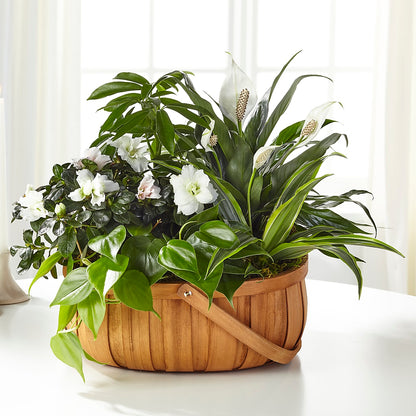 Serene Dishgarden –  Joannies Floral Of Birch Run, Birch Run MI