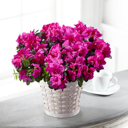 Hope & Serenity Azalea Plant –  Joannies Floral Of Birch Run, Birch Run MI