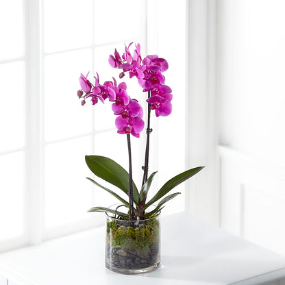 Pink Orchid Plant –  Joannies Floral Of Birch Run, Birch Run MI