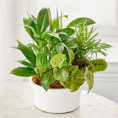 Balance & Harmony Dishgarden –  Joannies Floral Of Birch Run, Birch Run MI