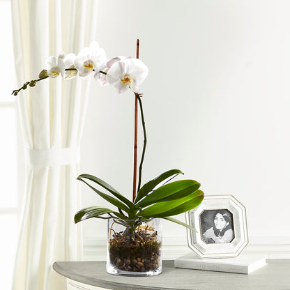 White Orchid Planter –  Joannies Floral Of Birch Run, Birch Run MI